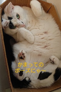 たけし