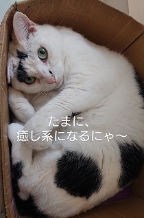 たけし